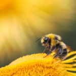 Keserű méz – nagyon megdrágult az aranyló édesség