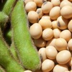 Szója – Együk, ne együk?