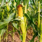 Egymással kukoricáznak – összefogás a kukorica termelőkért
