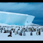 Az antarktiszi meló – Pénzért állampolgárságot?
